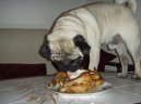 Photos: Pug (Dog standard) (pictures, images)