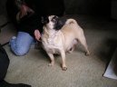 Photos: Pug (Dog standard) (pictures, images)