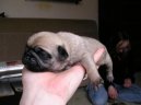 Photos: Pug (Dog standard) (pictures, images)