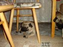 Photos: Pug (Dog standard) (pictures, images)