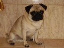 Photos: Pug (Dog standard) (pictures, images)