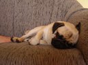 Photos: Pug (Dog standard) (pictures, images)