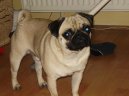 Photos: Pug (Dog standard) (pictures, images)