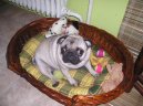 Photos: Pug (Dog standard) (pictures, images)