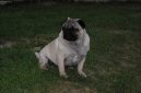 Photos: Pug (Dog standard) (pictures, images)