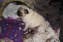 Photos: Pug (Dog standard) (pictures, images)