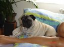 Photos: Pug (Dog standard) (pictures, images)