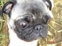 Photos: Pug (Dog standard) (pictures, images)