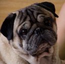 Photos: Pug (Dog standard) (pictures, images)