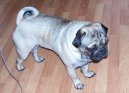 Photos: Pug (Dog standard) (pictures, images)