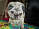 Photos: Pug (Dog standard) (pictures, images)