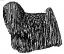 Photo: Puli (Dog standard)