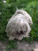 Photo: Puli (Dog standard)