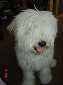 Photo: Puli (Dog standard)