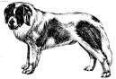 Photo: Pyrenean mastiff (Dog standard)