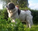 Photo: Pyrenean mastiff (Dog standard)