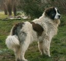 Photo: Pyrenean mastiff (Dog standard)