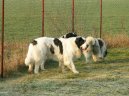 Photo: Pyrenean mastiff (Dog standard)