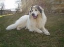 Photos: Pyrenean mountain dog (Dog standard) (pictures, images)