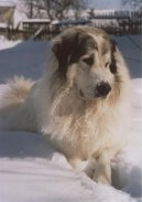 Photos: Pyrenean mountain dog (Dog standard) (pictures, images)