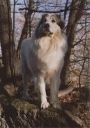 Photos: Pyrenean mountain dog (Dog standard) (pictures, images)