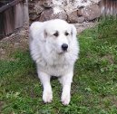 Photos: Pyrenean mountain dog (Dog standard) (pictures, images)