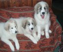 Photo: Pyrenean mountain dog (Dog standard)