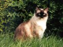 Photos: Ragdoll (Cat) (pictures, images)