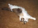 Photo: Ragdoll (Cat)