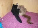 Photo: Ragdoll (Cat)