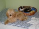 Photo: Ragdoll (Cat)