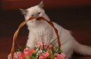 Photo: Ragdoll (Cat)