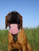 Photos: Rhodesian ridgeback (Dog standard) (pictures, images)