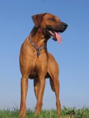 Photos: Rhodesian ridgeback (Dog standard) (pictures, images)