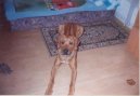 Photos: Rhodesian ridgeback (Dog standard) (pictures, images)