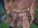 Photos: Rhodesian ridgeback (Dog standard) (pictures, images)