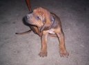 Photos: Rhodesian ridgeback (Dog standard) (pictures, images)