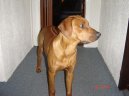 Photo: Rhodesian ridgeback (Dog standard)