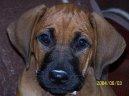 Photo: Rhodesian ridgeback (Dog standard)