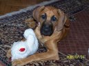 Photo: Rhodesian ridgeback (Dog standard)