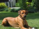 Photo: Rhodesian ridgeback (Dog standard)