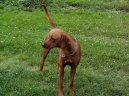 Photos: Rhodesian ridgeback (Dog standard) (pictures, images)