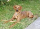 Photos: Rhodesian ridgeback (Dog standard) (pictures, images)