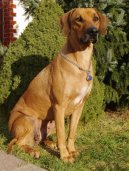 Photos: Rhodesian ridgeback (Dog standard) (pictures, images)