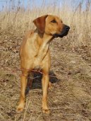 Photos: Rhodesian ridgeback (Dog standard) (pictures, images)