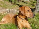 Photos: Rhodesian ridgeback (Dog standard) (pictures, images)