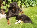 Photos: Rottweiler (Dog standard) (pictures, images)