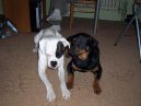 Photos: Rottweiler (Dog standard) (pictures, images)