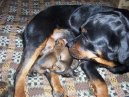 Photos: Rottweiler (Dog standard) (pictures, images)