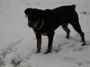 Photos: Rottweiler (Dog standard) (pictures, images)